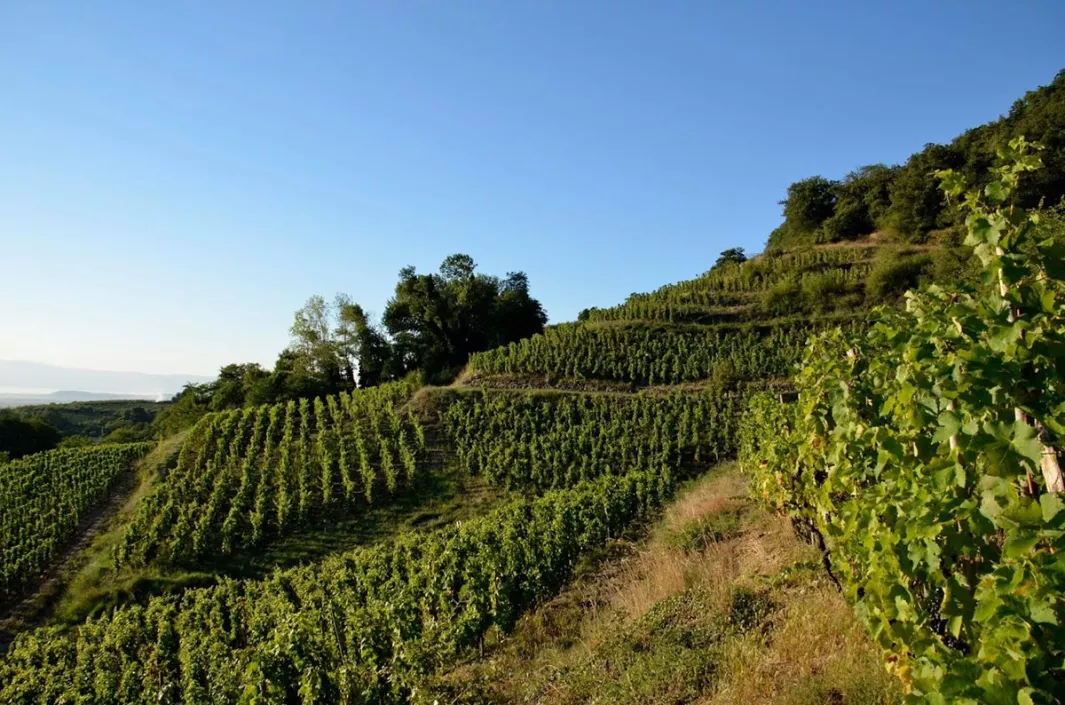 Domaine-Cecillon-Julien-Vineyards-Hillside