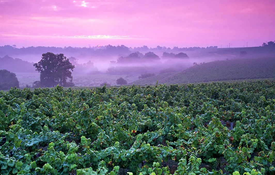 Vignes_Monnieres