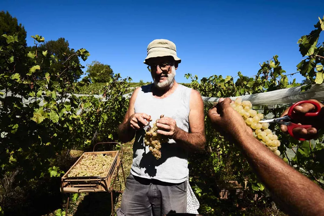 The Chasselas grape: right at home