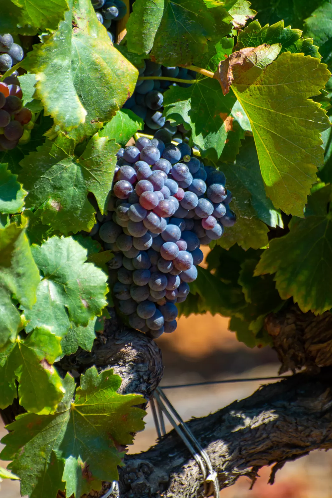 Cinsault
