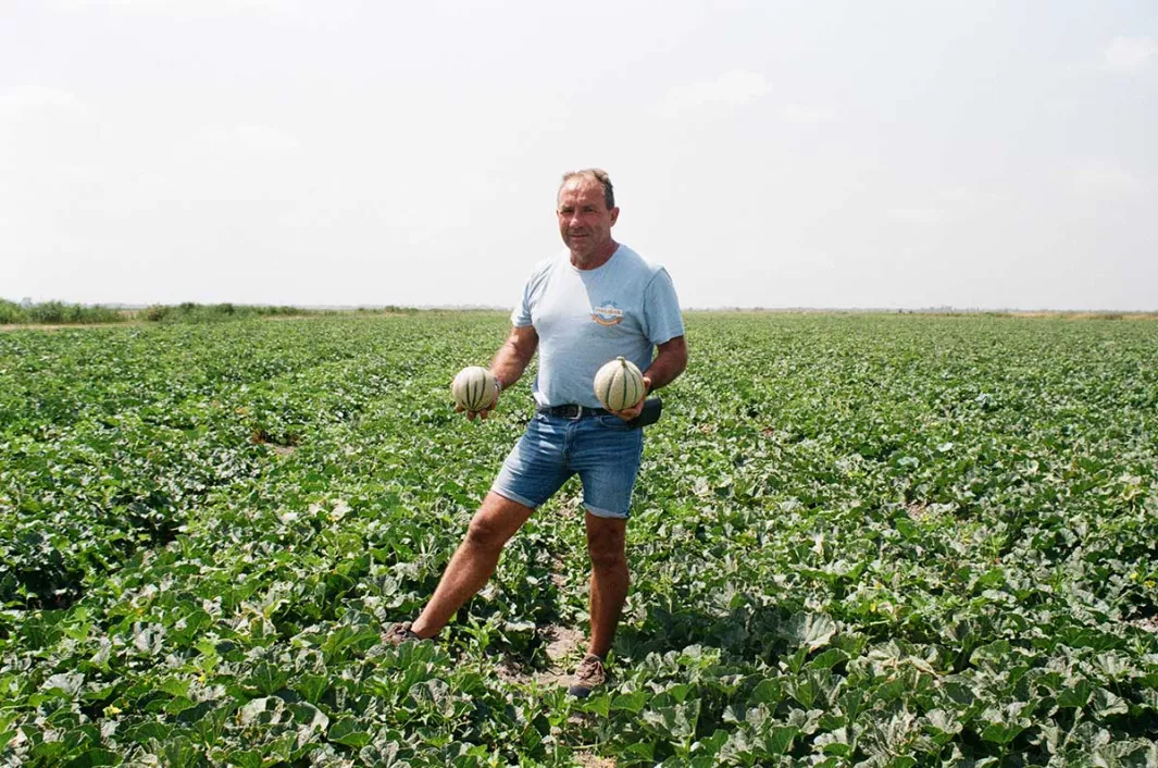 French melon growing is a sector in full bloom