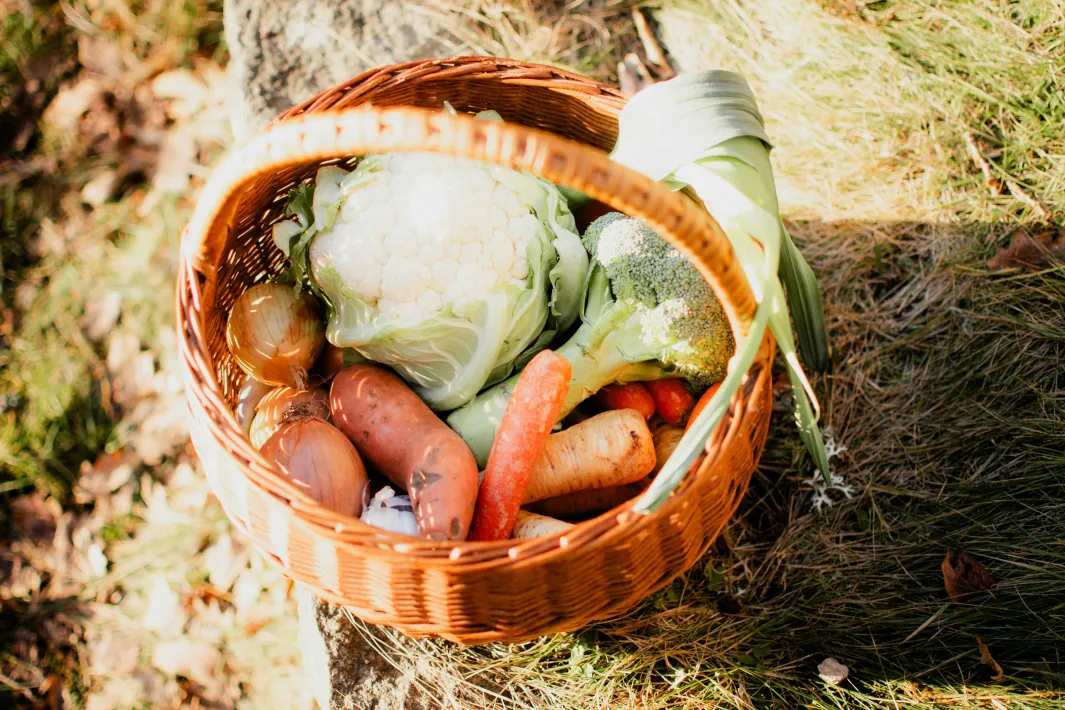 panier de legumes