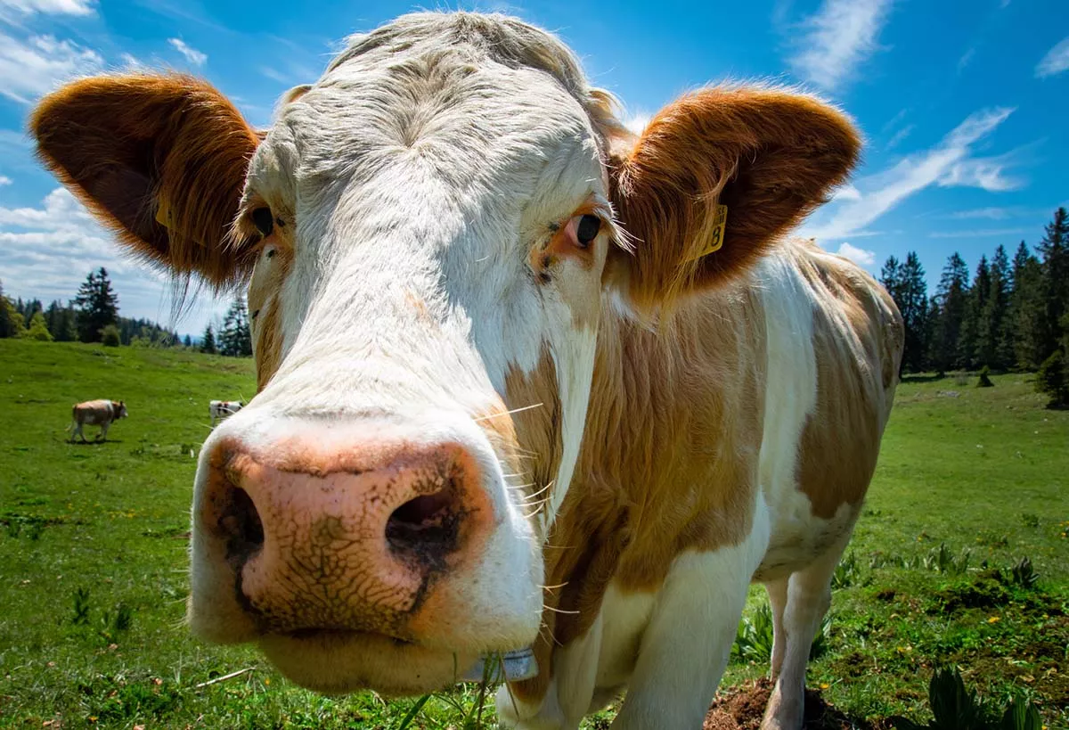 The Concours Général Agricole: A unique phenomenon in the world