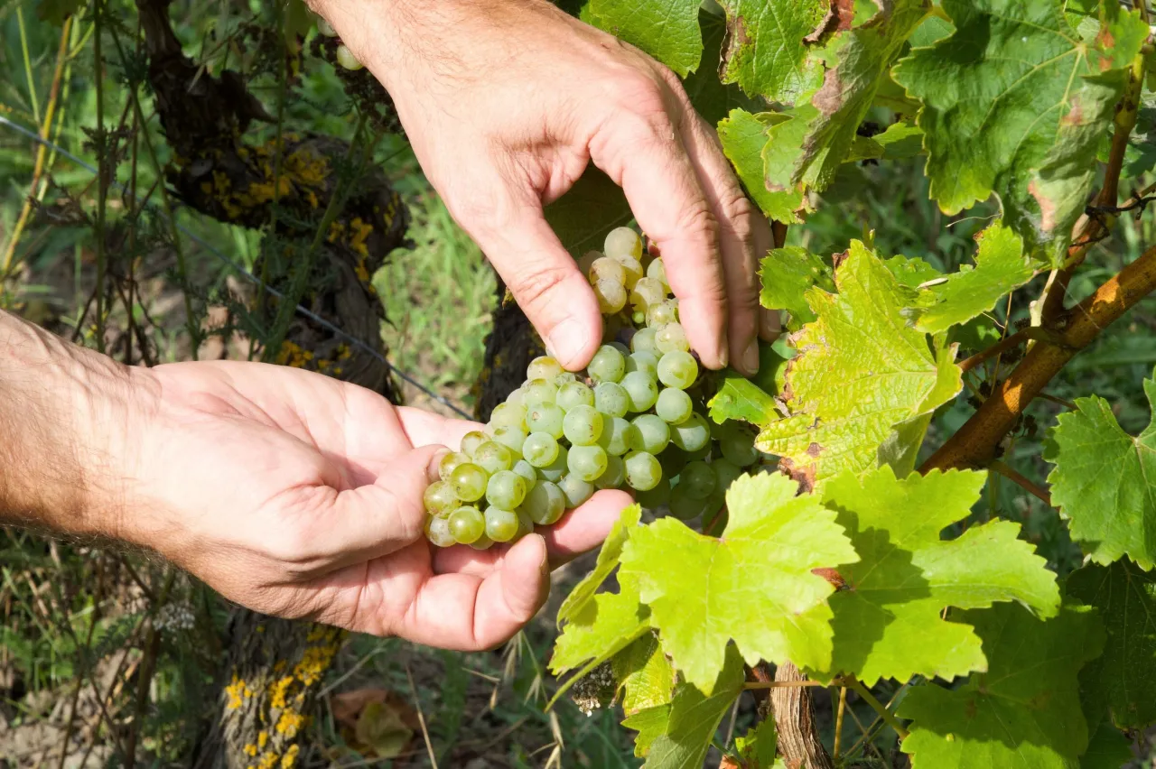 MTM Anjou Wines