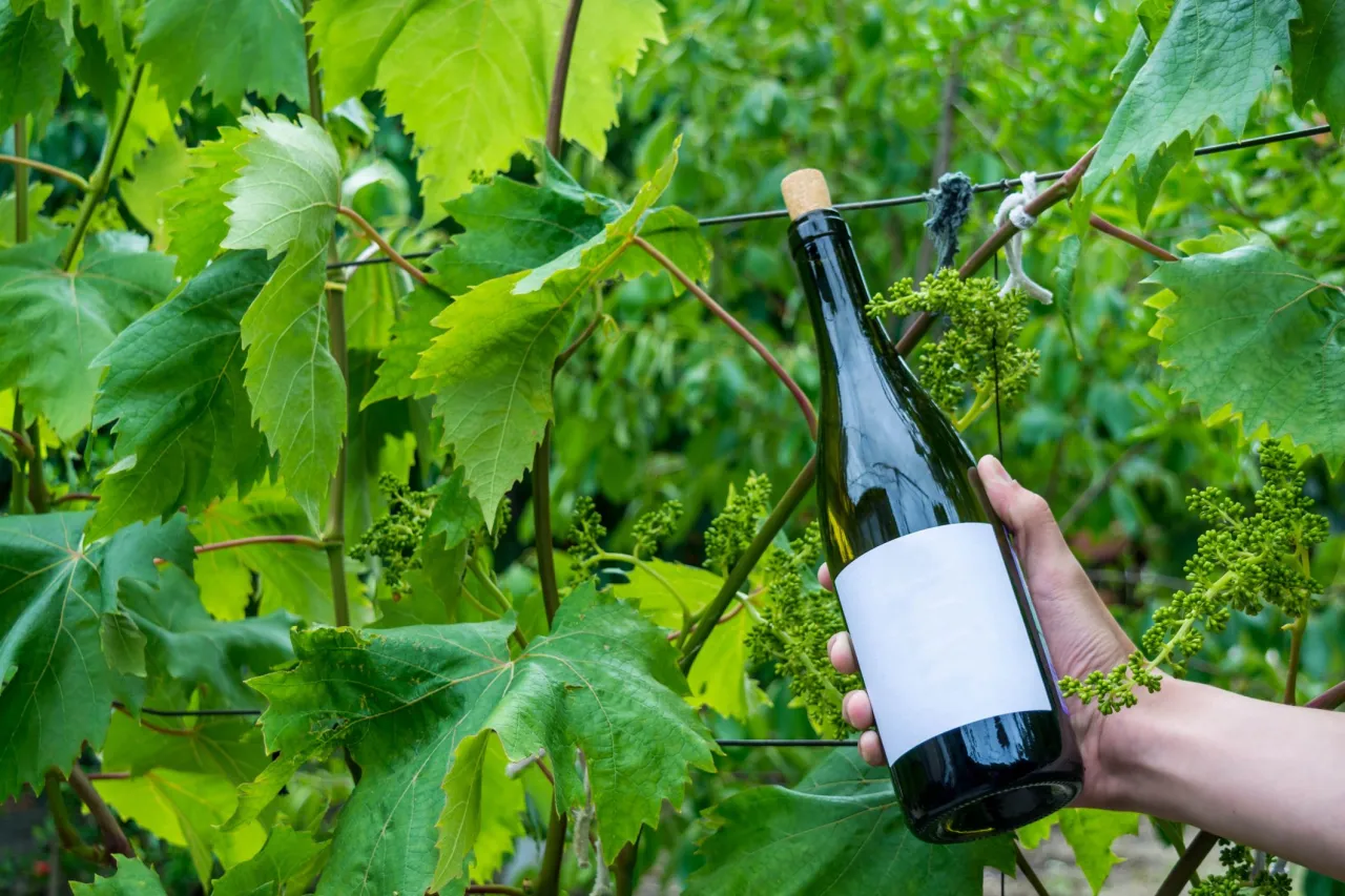Biodynamic Wine