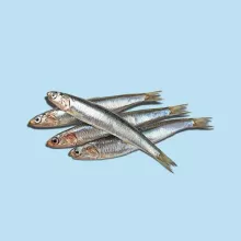 Anchois