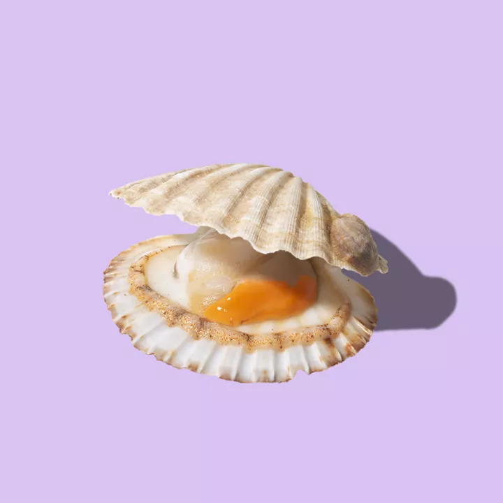 King Scallop