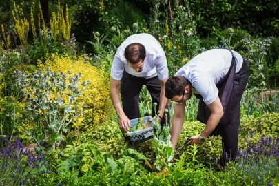 Chef cultivating green vegetables