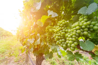 sustainable wines