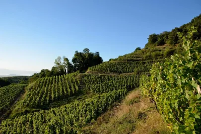 Domaine-Cecillon-Julien-Vineyards-Hillside