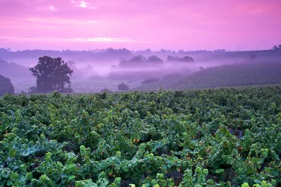 Vignes_Monnieres