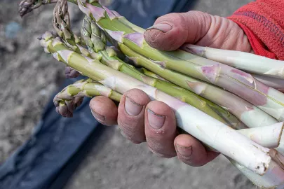 Asparagus, a springtime delight 