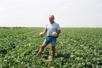 French melon growing is a sector in full bloom
