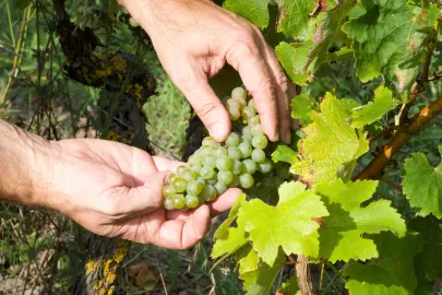 MTM Anjou Wines