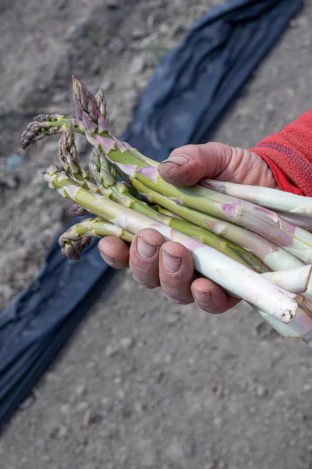 Asparagus, a springtime delight 