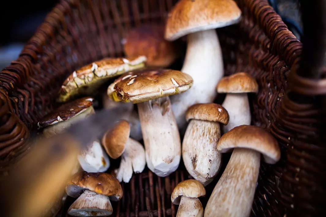 Five essential mushroom recipes
