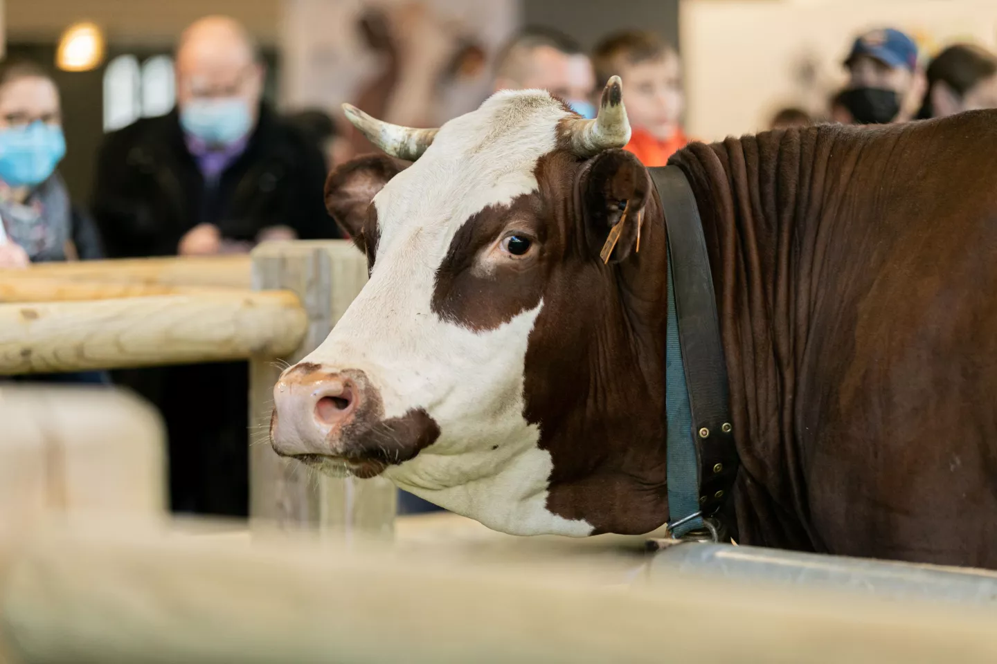 Discover the world's largest Food Fair: The Salon de l'Agriculture Experience
