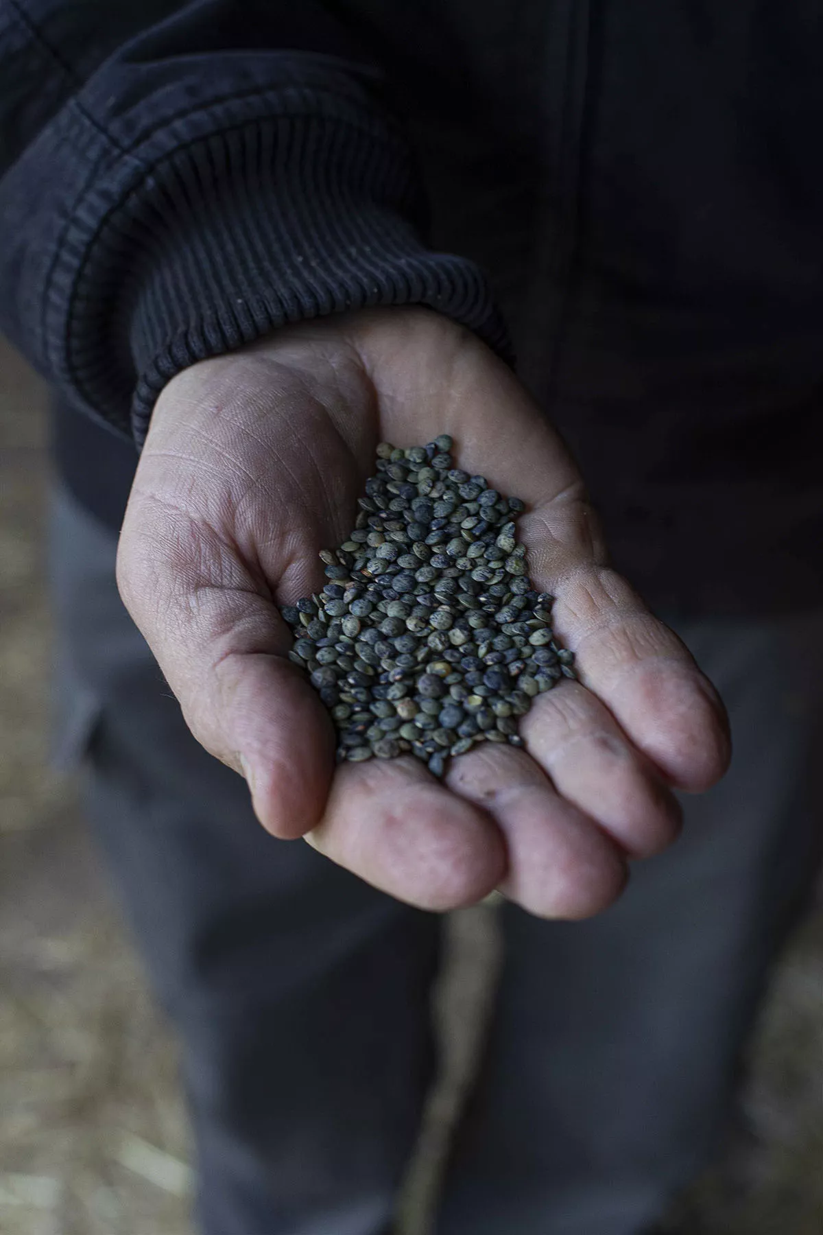 The Puy green lentil: Velay caviar 