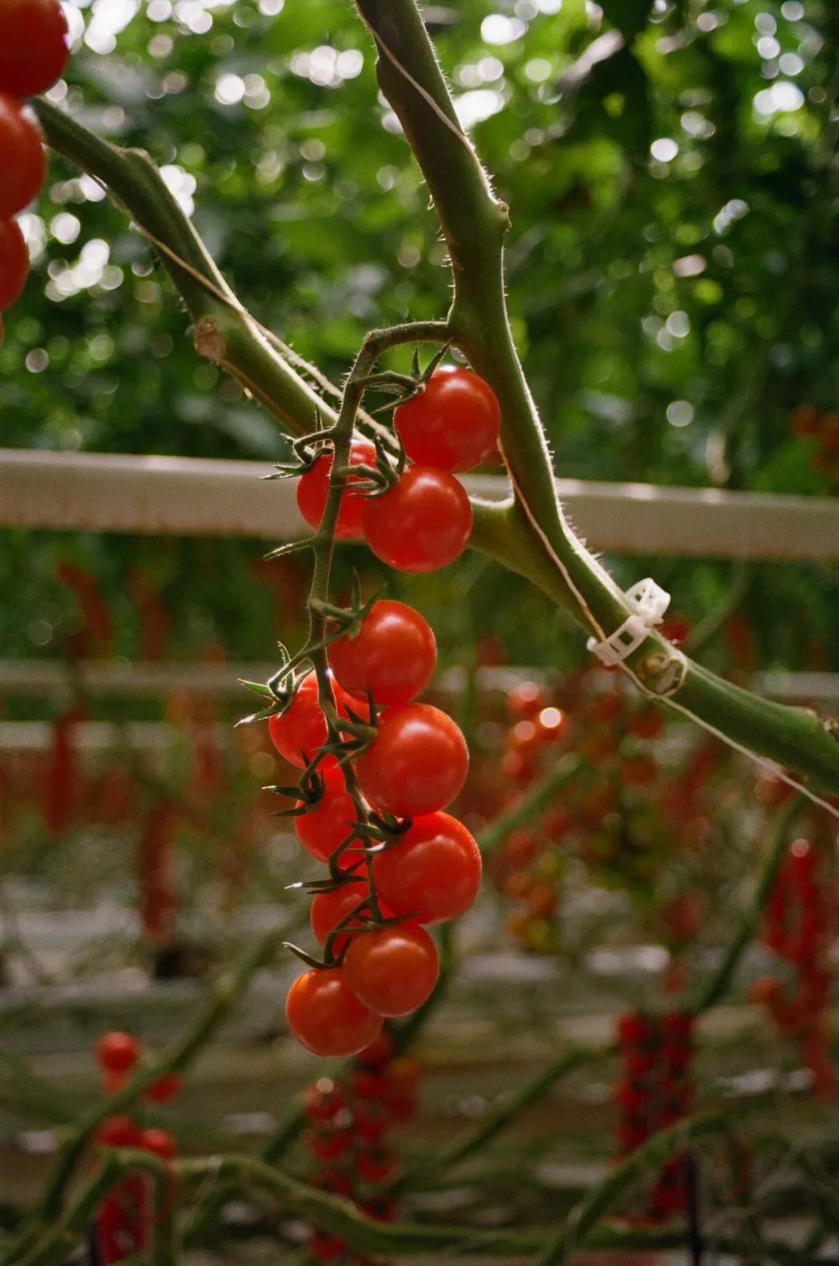 Tomates de Provence