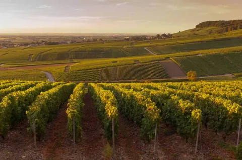 Everything You Need to Know About French Wine Regions in Under 5 Minutes