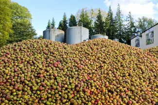 Calvados - Apple pile