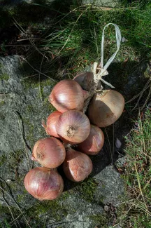 Roscoff onion
