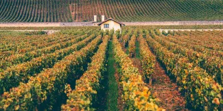 6 Under-the-Radar Wine Appellations to Visit This Fall