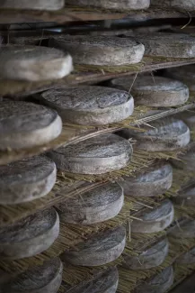In search of Saint Nectaire cheese_Taste France Magazine