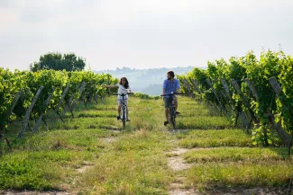 Fahrräder in den Weinbergen von Bordeaux
