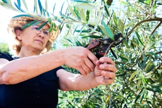 Roussillon olive oil: a budding appellation