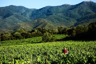 Les Foulards Rouges: a wine estate with a cult following 