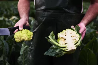 Cauliflower: a Classic Breton Vegetable! 