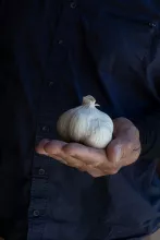 Drôme garlic: sweet heat 