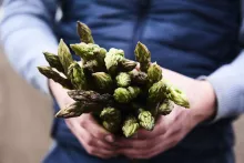 Landes asparagus: the star of spring! 