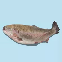 french trout photo