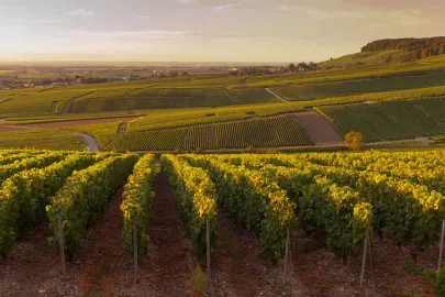 Everything You Need to Know About French Wine Regions in Under 5 Minutes