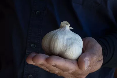 Drôme garlic: sweet heat 