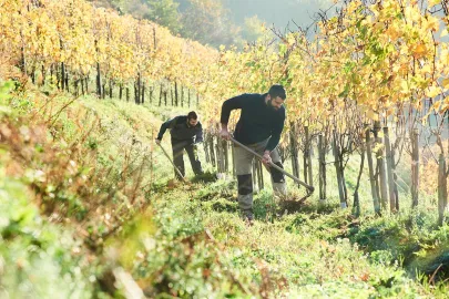 Irouléguy: The little appellation with a big future
