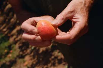 Abricots de Provence