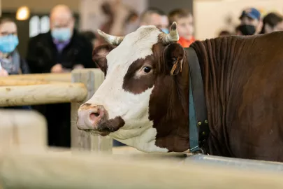 Discover the world's largest Food Fair: The Salon de l'Agriculture Experience